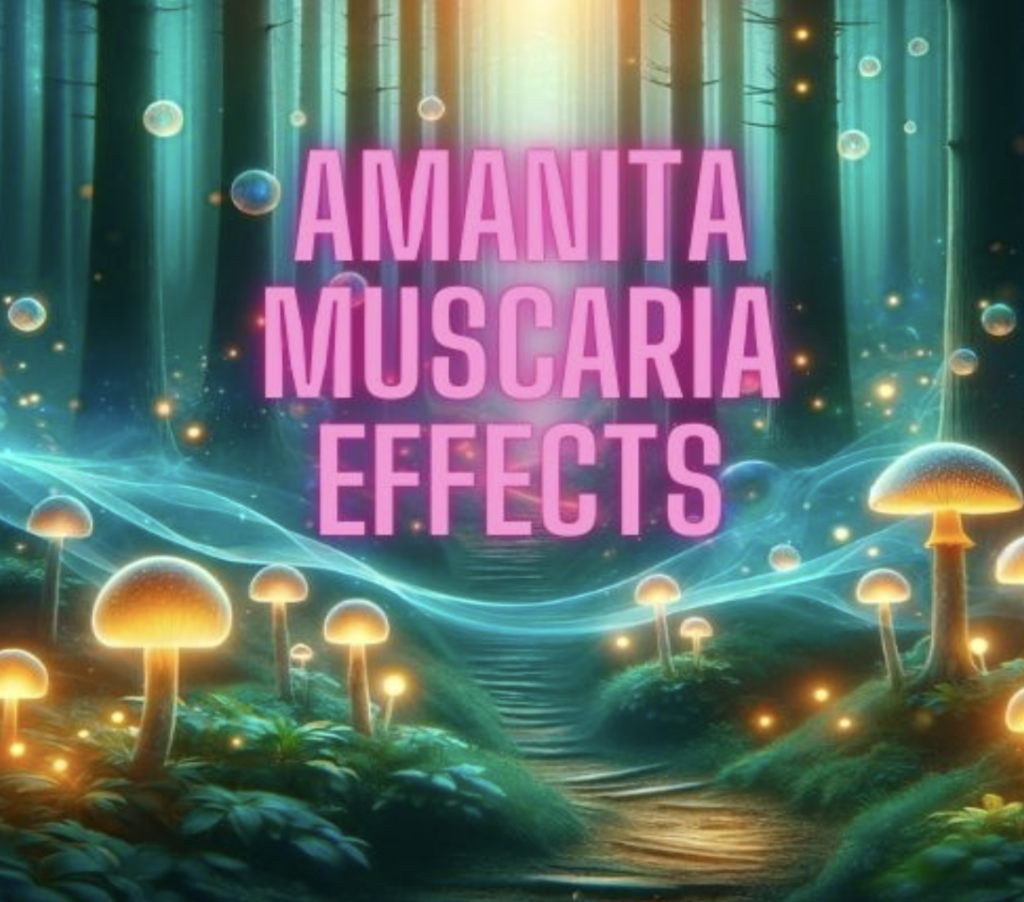 amanita muscaria effects